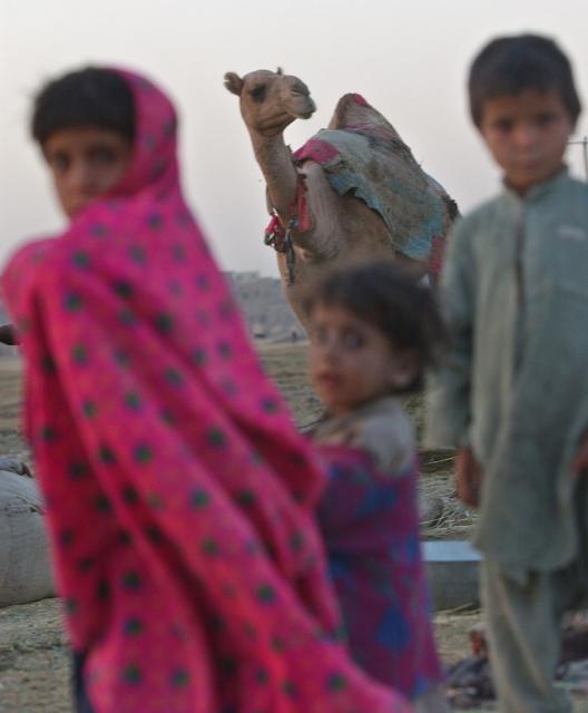 Kuchi blizu Ghaznija. Deca & kamila